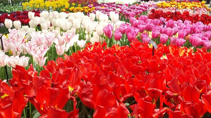 Keukenhof tulips